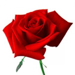 Rosas